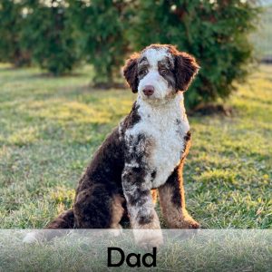 dad