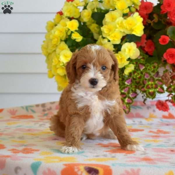 Crouton, Miniature Poodle Mix Puppy