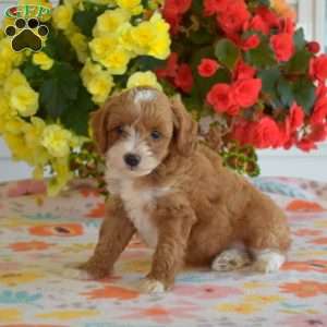 Crouton, Miniature Poodle Mix Puppy