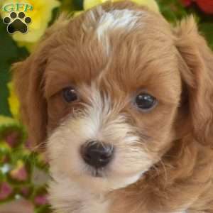 Crouton, Miniature Poodle Mix Puppy