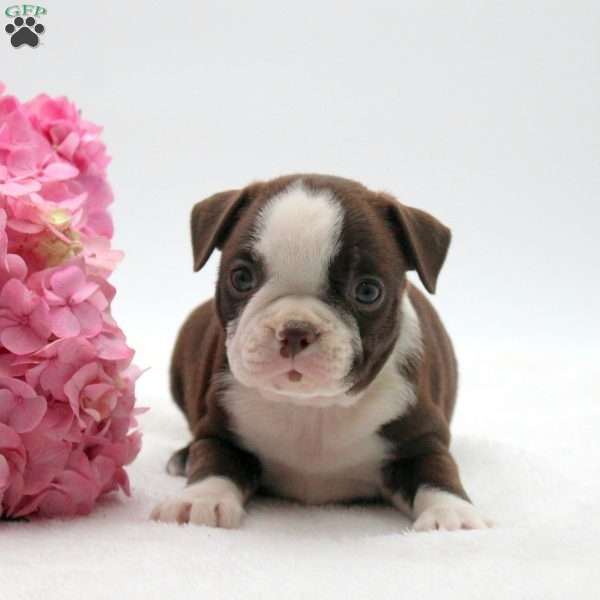Crystal, Boston Terrier Puppy