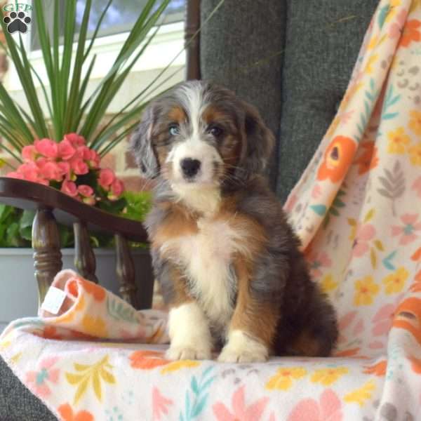 Crystal, Mini Bernedoodle Puppy
