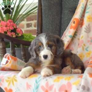 Crystal, Mini Bernedoodle Puppy