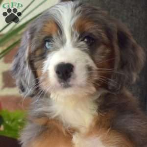 Crystal, Mini Bernedoodle Puppy