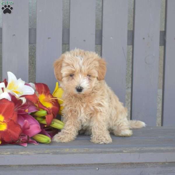 Cuddles, Maltipoo Puppy