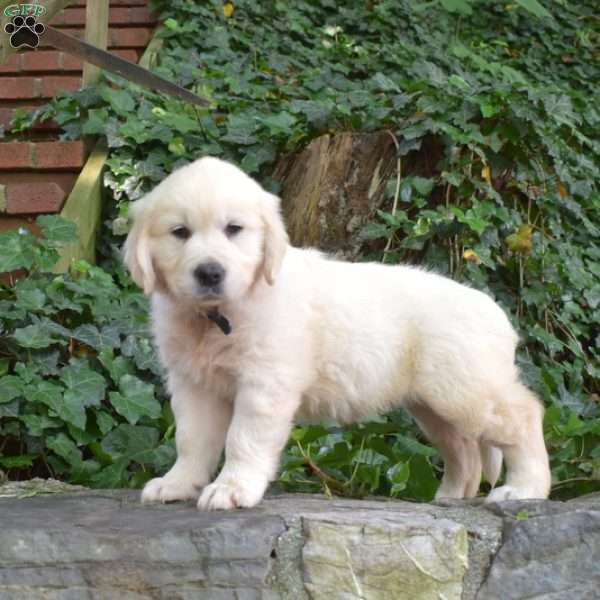 Cuddles, English Cream Golden Retriever Puppy