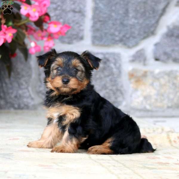 Cuddles, Yorkie Puppy