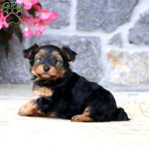 Cuddles, Yorkie Puppy
