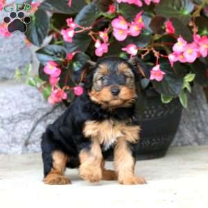 Cuddles, Yorkie Puppy