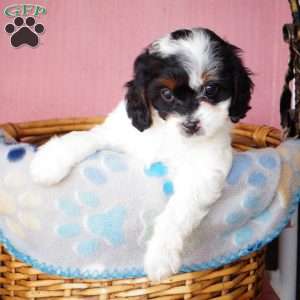 Cuddles, Cavapoo Puppy