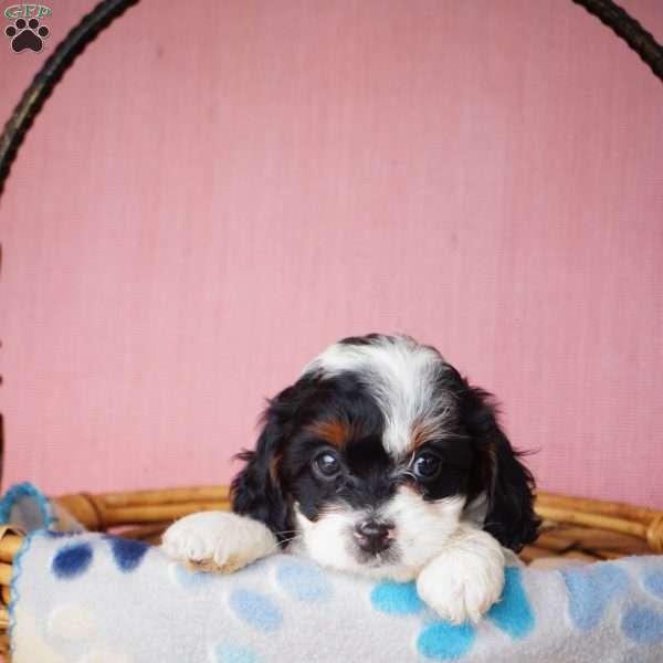 Cuddles, Cavapoo Puppy