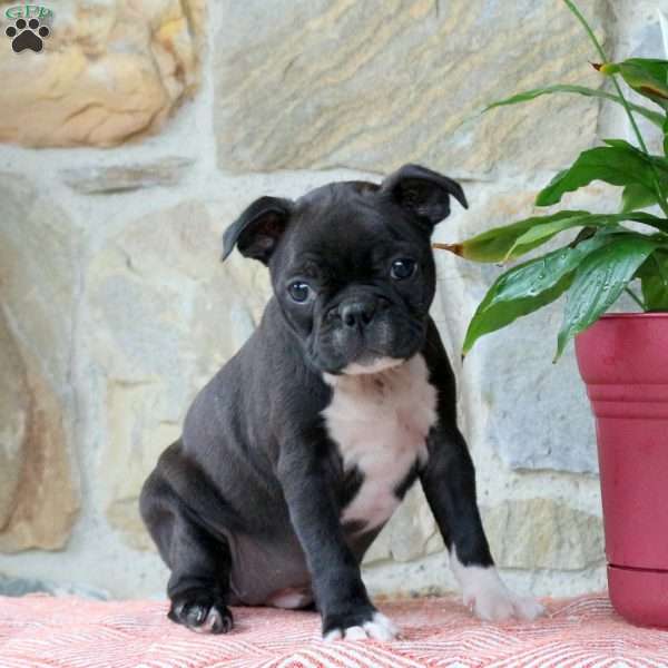 Cupcake, Boston Terrier Puppy