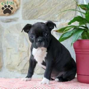Cupcake, Boston Terrier Puppy