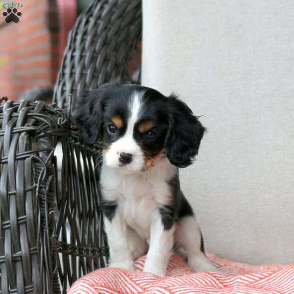 Cupcake, Cavalier King Charles Mix Puppy