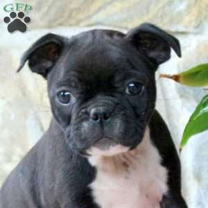 Cupcake, Boston Terrier Puppy