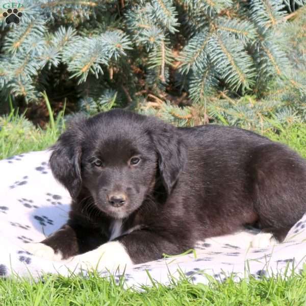 Cutie, Golden Retriever Mix Puppy