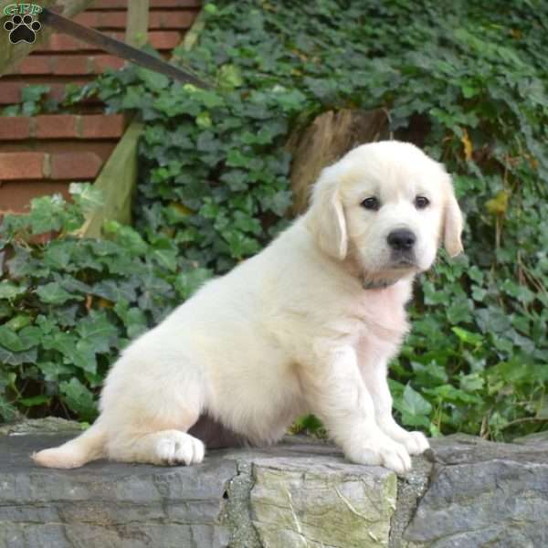 Cutie, English Cream Golden Retriever Puppy