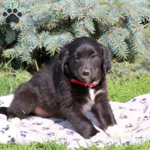 Cutie, Golden Retriever Mix Puppy