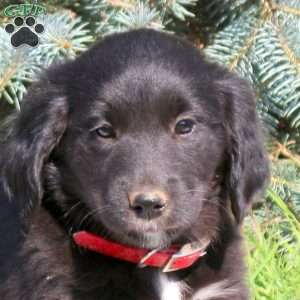 Cutie, Golden Retriever Mix Puppy