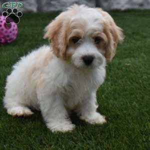 Bingo, Cavachon Puppy