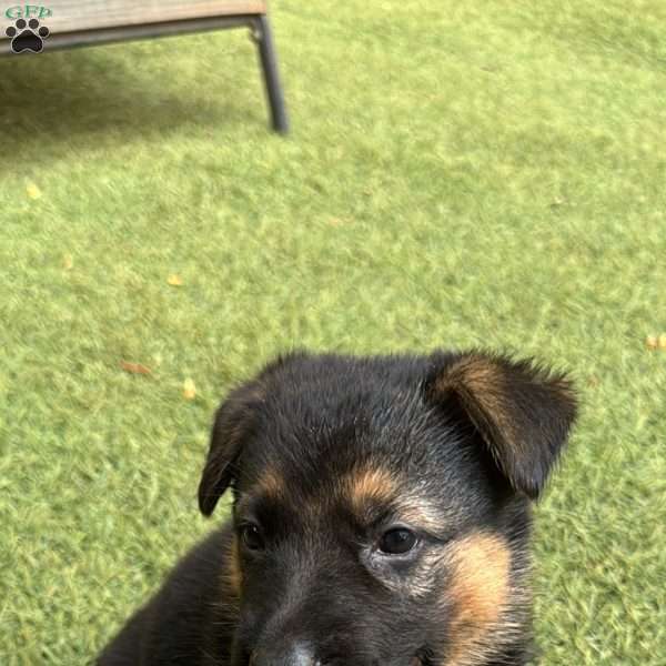 Dolche, German Shepherd Puppy