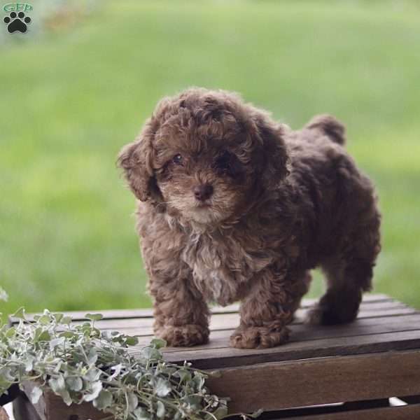 Hailey, Toy Poodle Puppy