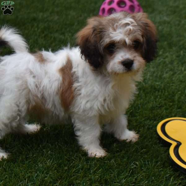 Blake, Cavachon Puppy