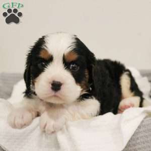 Gumdrop, Miniature Bernese Mountain Dog Puppy