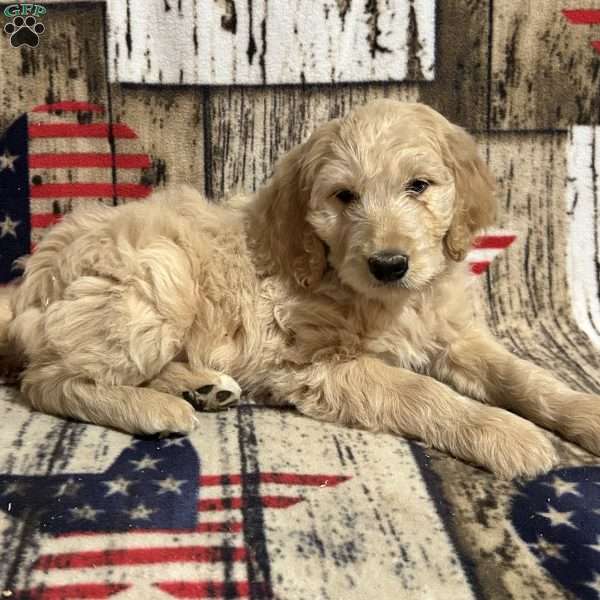 VALERIE, Goldendoodle Puppy