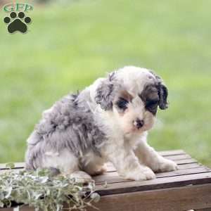 Lily, Cavapoo Puppy