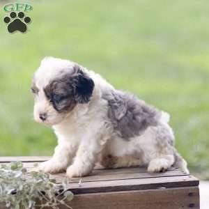Lily, Cavapoo Puppy