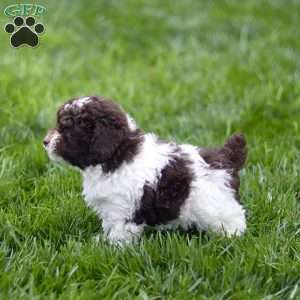Hayes, Toy Poodle Puppy