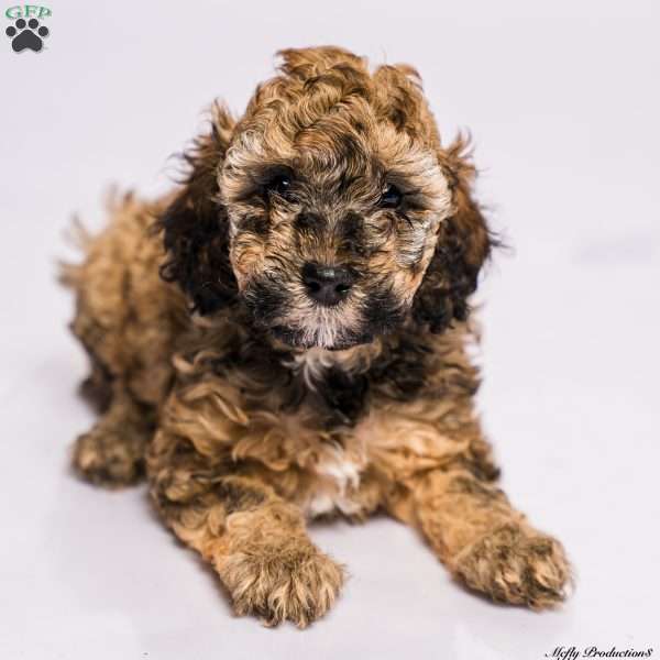 Brownie, Miniature Poodle Puppy