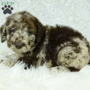 Lola, Newfypoo Puppy
