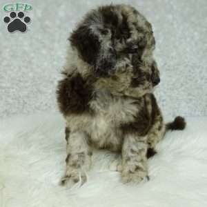 Lola, Newfypoo Puppy