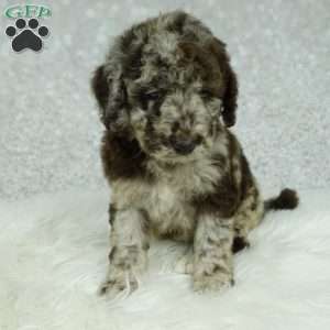 Lola, Newfypoo Puppy