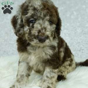 Lola, Newfypoo Puppy
