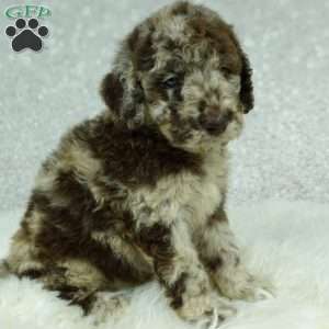 Lola, Newfypoo Puppy