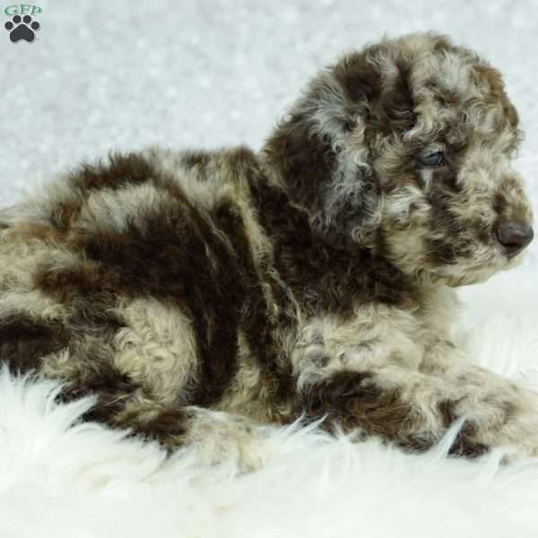 Lola, Newfypoo Puppy