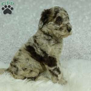 Lainey, Newfypoo Puppy