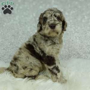 Lainey, Newfypoo Puppy