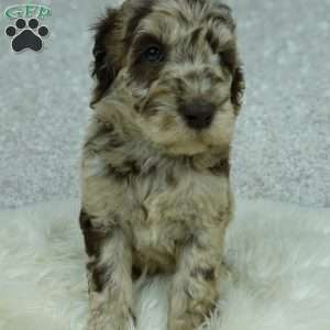 Lainey, Newfypoo Puppy