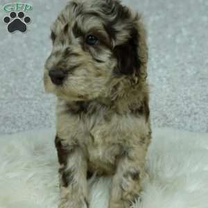 Lainey, Newfypoo Puppy