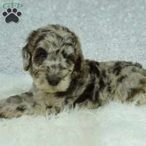Lainey, Newfypoo Puppy