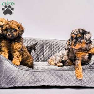 Brownie, Miniature Poodle Puppy