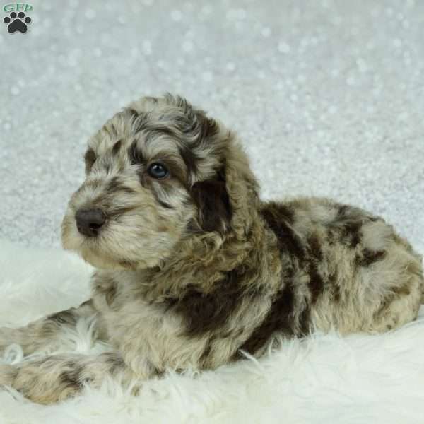 Lainey, Newfypoo Puppy