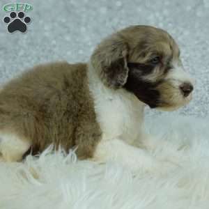 Koda, Newfypoo Puppy