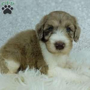 Koda, Newfypoo Puppy