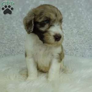 Koda, Newfypoo Puppy