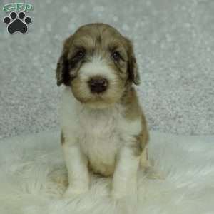 Koda, Newfypoo Puppy